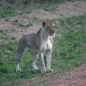 ZMB NOR SouthLuangwa 2016DEC10 NP 061 : 2016, 2016 - African Adventures, Africa, Date, December, Eastern, Month, National Park, Northern, Places, South Luangwa, Trips, Year, Zambia